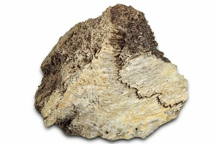 Fossil Tyrannosaur (T rex) Skull Section with Sutures - Wyoming #328720